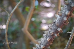 Caesalpinia cucullata